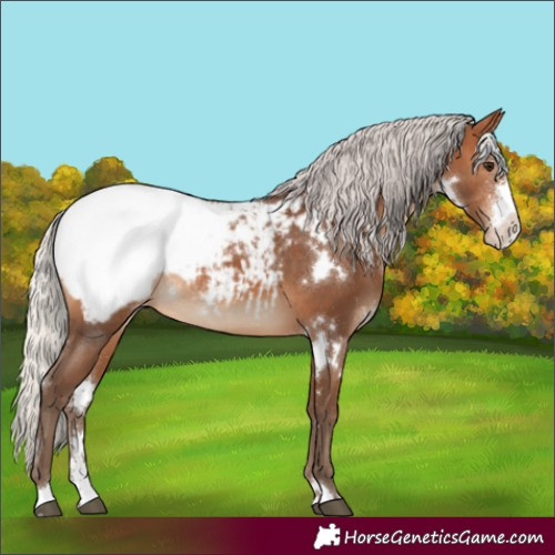 Horse Color:White Spotted Silver Brown Sabino Appaloosa Rabicano