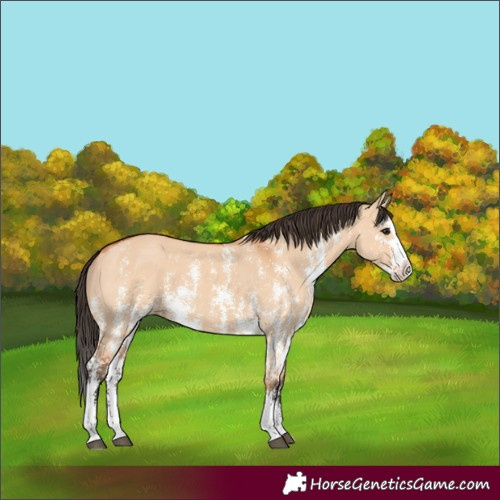 Horse Color:Bay Dun Sabino Splash