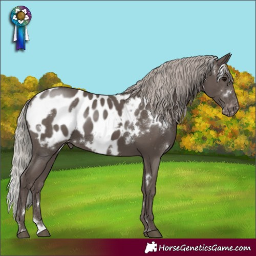 Horse Color:White Spotted Silver Black Appaloosa
