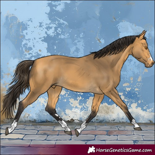 Horse Color:Buckskin 