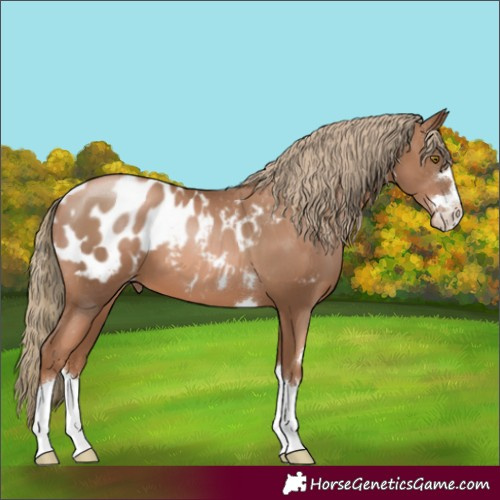 Horse Color:Liver Chestnut Pearl Appaloosa