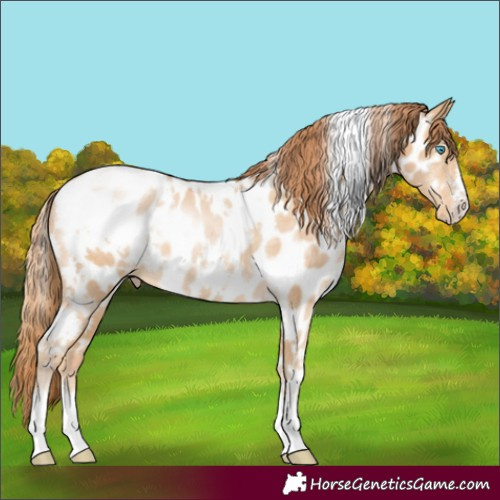Horse Color:White Spotted Buckskin Pearl Appaloosa 