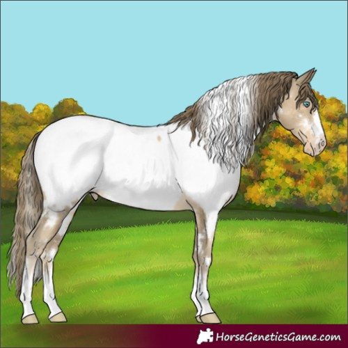 Horse Color:White Spotted Buckskin Pearl Appaloosa