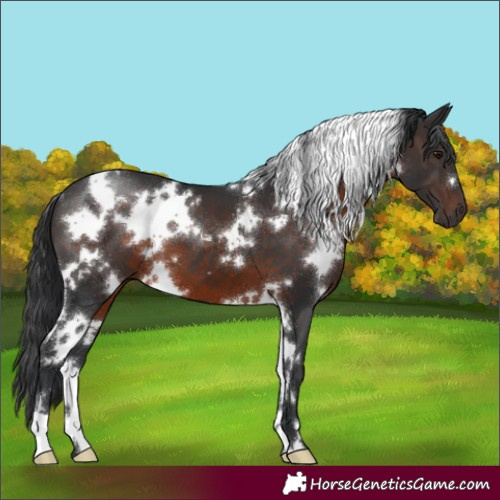 Horse Color:White Spotted Brown