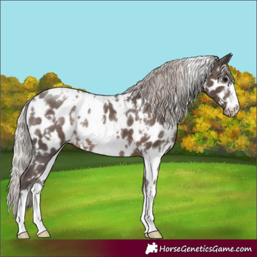 Horse Color:White Spotted Silver Black Appaloosa