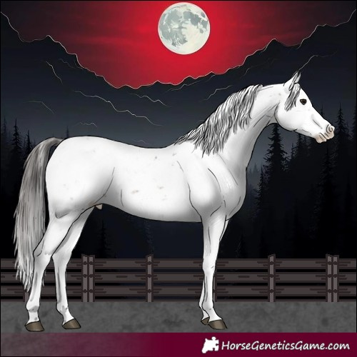 Horse Color:Brown Sabino 