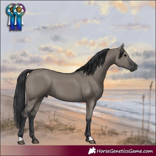 Horse Color:Grullo