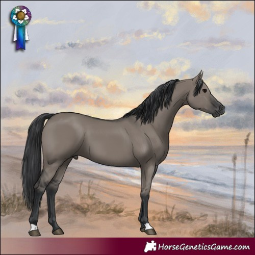 Horse Color:Grullo 