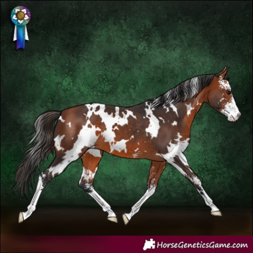 Horse Color:White Spotted Bay Sabino