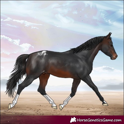 Horse Color:Brown Appaloosa 