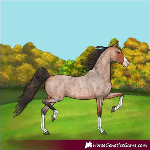 Horse Color:Unknown 