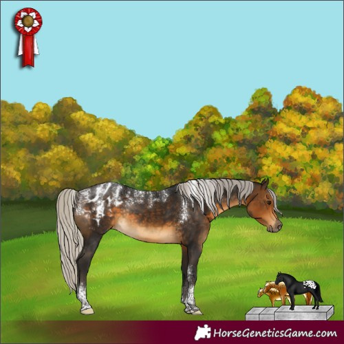 Horse Color:Powder White Gray Silver Buckskin Appaloosa Rabicano
