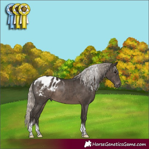 Horse Color:Gray Silver Black Tobiano Frame Appaloosa 