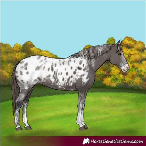 Horse Color:Powder White Smoky Grullo Appaloosa