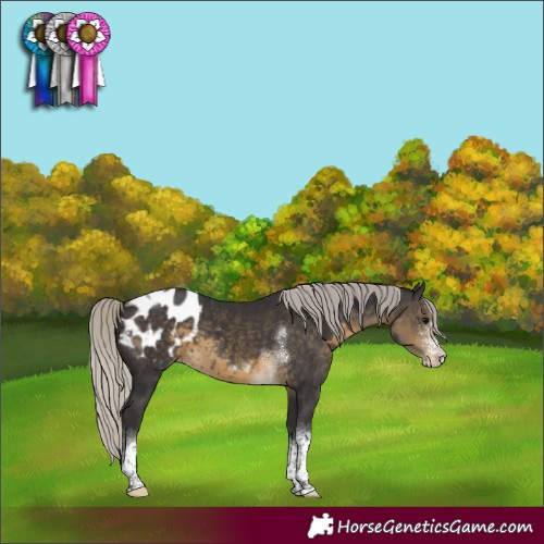 Horse Color:Silver Smoky Black Sabino Tobiano Appaloosa