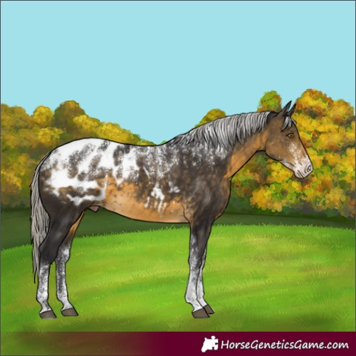Horse Color:Powder White Silver Buckskin Blanket 