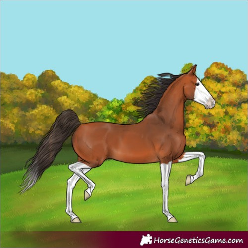 Horse Color:Bay Splash 