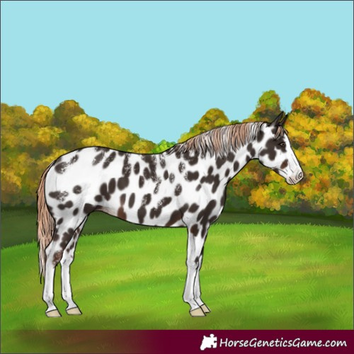 Horse Color:Powder White Liver Chestnut Splash Appaloosa