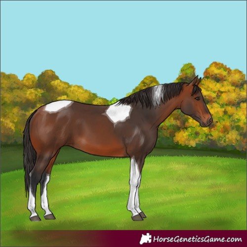 Horse Color:Bay Tobiano