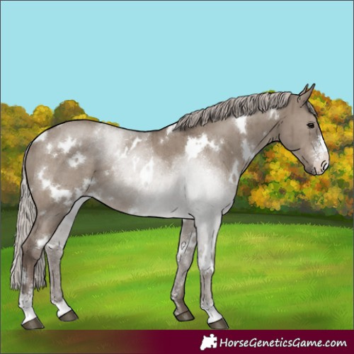 Horse Color:White Spotted Silver Grullo Sabino Brindle