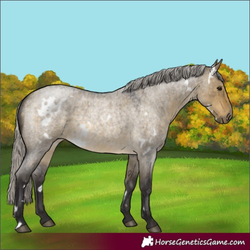 Horse Color:White Spotted Silver Buckskin Roan Dun