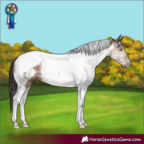 Horse Color:White Spotted Liver Red Dun Tobiano