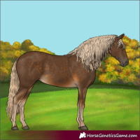 Horse Color:Chocolate Palomino