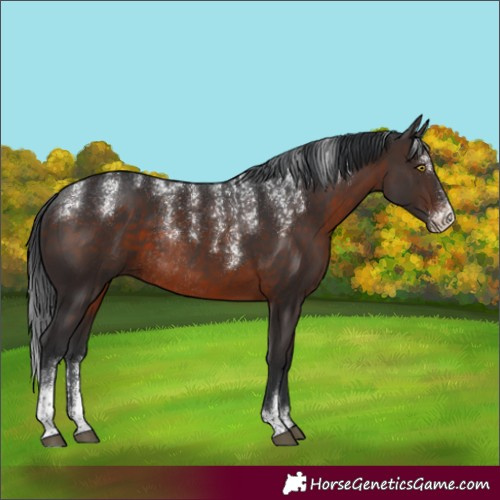 Horse Color:Powder White Brown Rabicano 