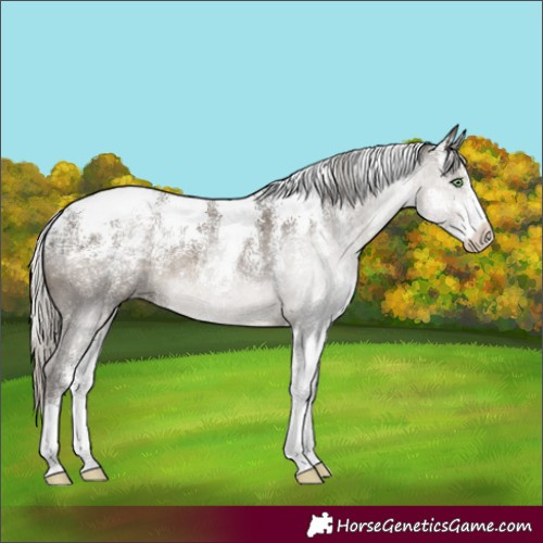 Horse Color:Powder White Silver Smoky Grullo 