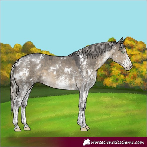 Horse Color:White Spotted Silver Smoky Grullo