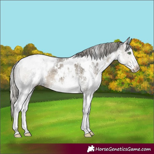 Horse Color:White Spotted Silver Smoky Grullo