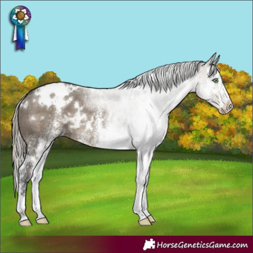 Horse Color:White Spotted Silver Smoky Grullo