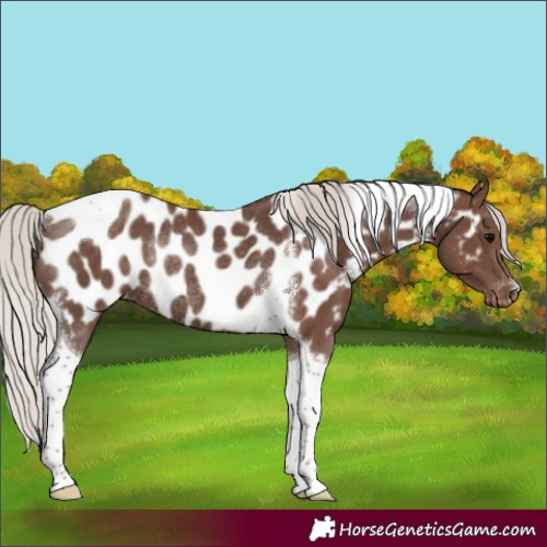 Horse Color:Silver Black Tobiano Appaloosa Rabicano