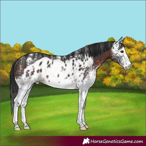 Horse Color:Powder White White Spotted Brown Skewed LP Spotted Rabicano