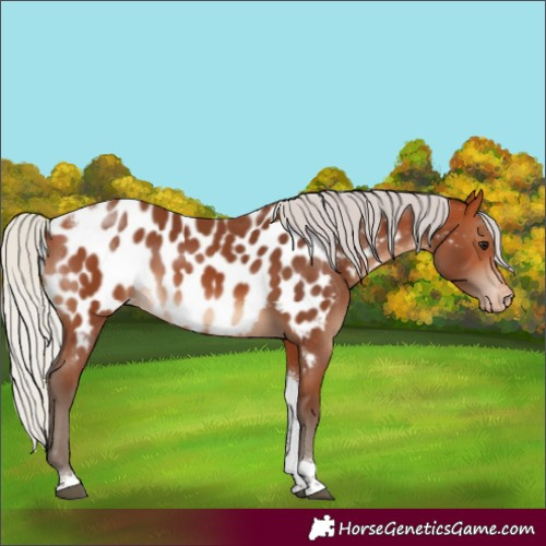 Horse Color:Silver Bay Tobiano Appaloosa Rabicano