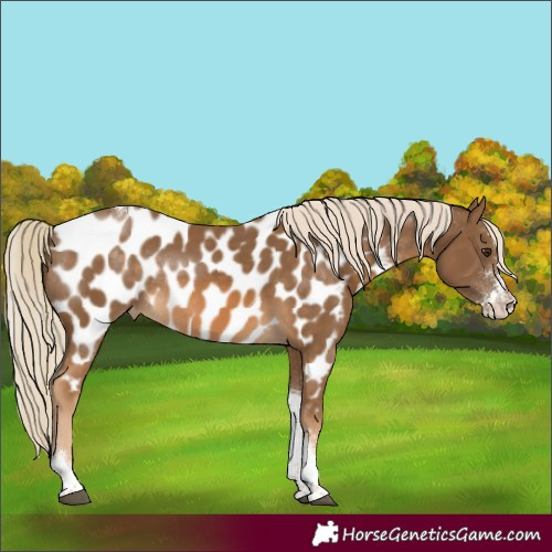 Horse Color:Chocolate Palomino Sabino Tobiano Appaloosa Rabicano 