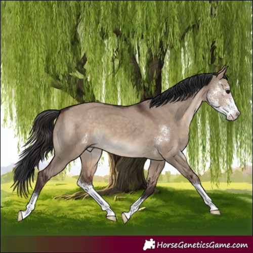 Horse Color:Brown Dun Sabino 