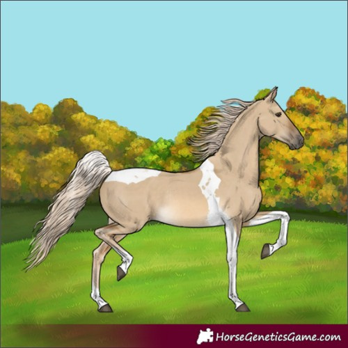 Horse Color:Chocolate Palomino Dun Tobiano Rabicano 