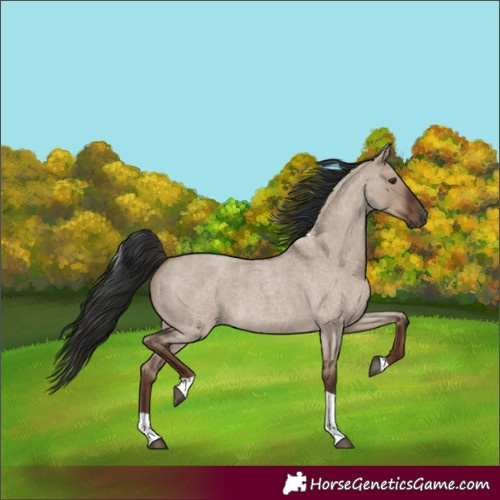 Horse Color:Unknown 