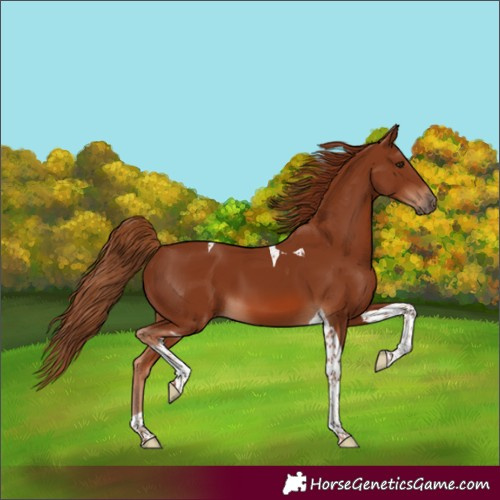 Horse Color:Chestnut Tobiano 