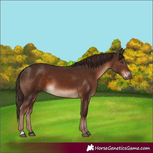 Horse Color:Liver Chestnut