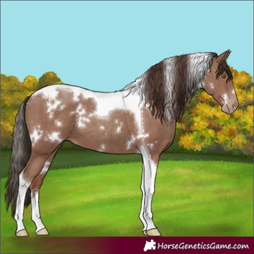 Horse Color:White Spotted Classic Champagne Tobiano