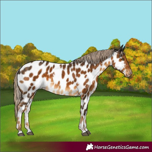 Horse Color:White Spotted Chocolate Palomino Near Leopard Rabicano 
