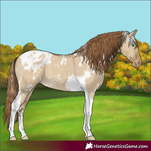 Horse Color:White Spotted Classic Cream Champagne Dun Tobiano Appaloosa 