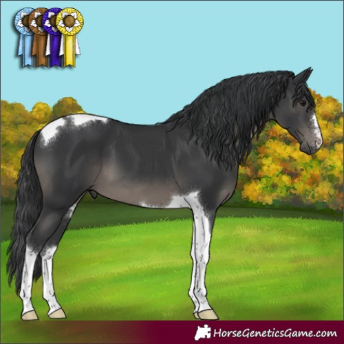 Horse Color:Black Tobiano 