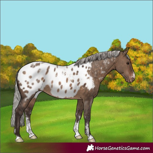 Horse Color:Powder White Silver Brown Dun Appaloosa Rabicano