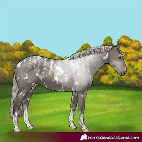 Horse Color:Powder White White Spotted Silver Grullo Rabicano 