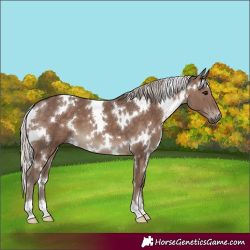 Horse Color:White Spotted Silver Black