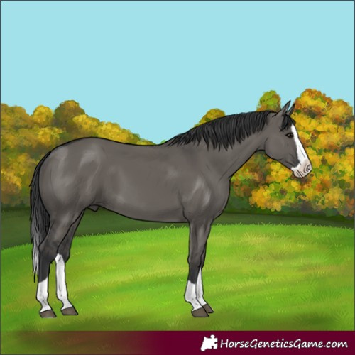 Horse Color:Grullo Splash