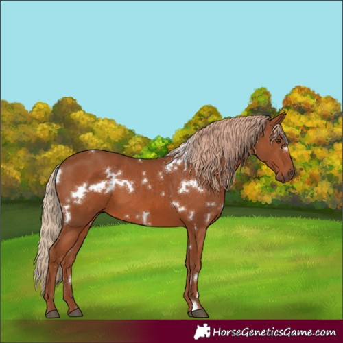 Horse Color:White Spotted Chestnut